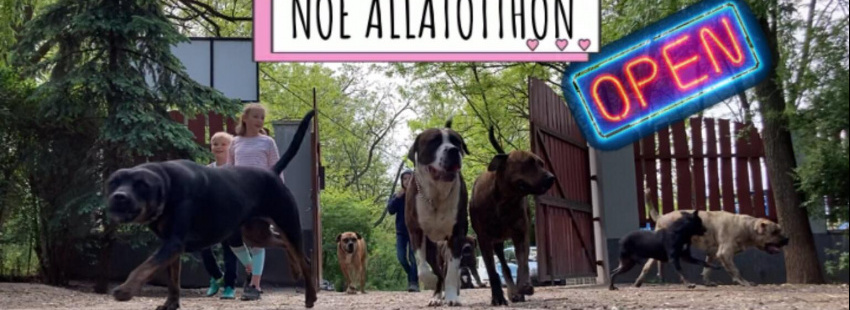 Noé Állatotthon Alapítvány