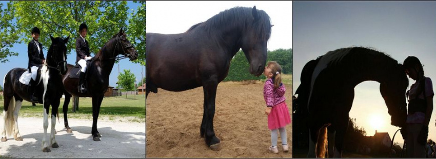 Liget Lovassport Egyesület