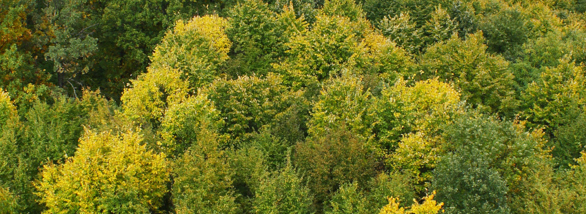 Somogy Megyei Erdész és Természetvédő Egyesület