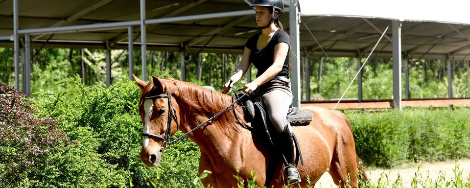Debreceni Lovasakadémia dec.18. Reg.+Felk.
