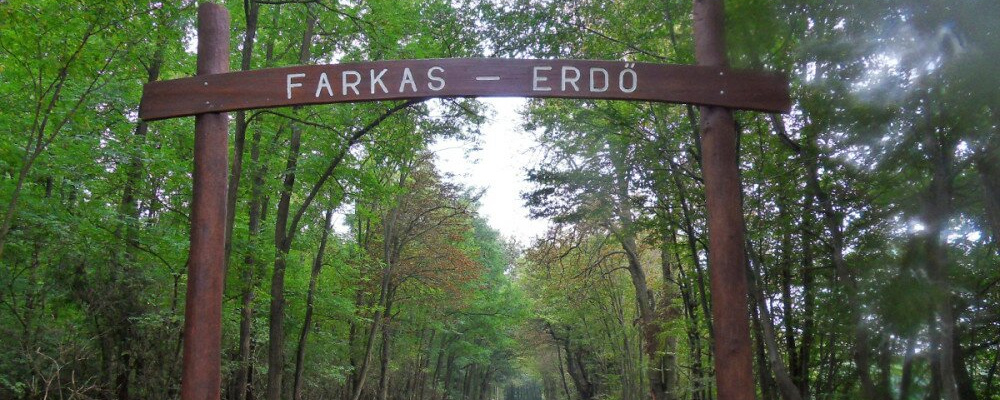 Farkas-erdő kívül-belül Éjjel