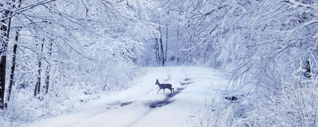 Télies Mecsek - 35 / 16 / Hó-PITE