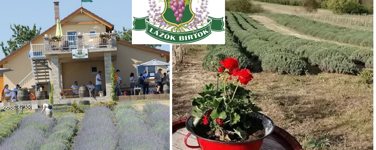 LEVENDULÁS TÚRA TÁPIÓSZECSŐN