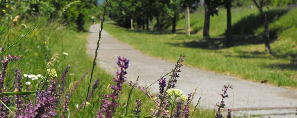 Mesztegnyő-Kak - 25 / 20 / 10