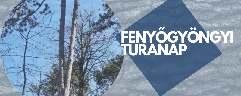 Fenyőgyöngyi Túranap - 24 / 11 / 6