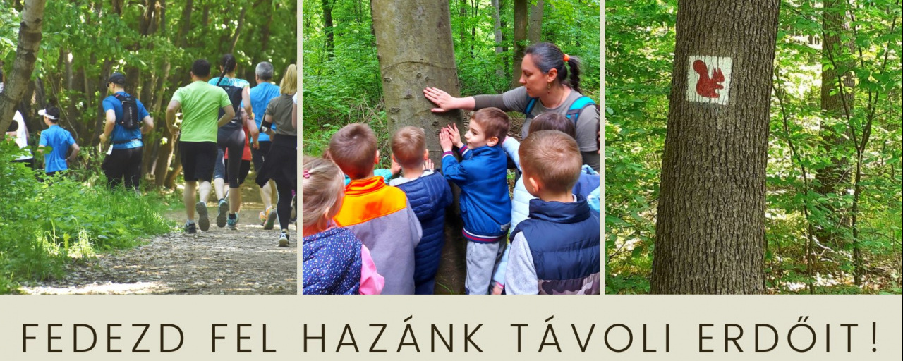 Fedezd fel Hazánk távoli erdőit! – 2023 ŐSZ