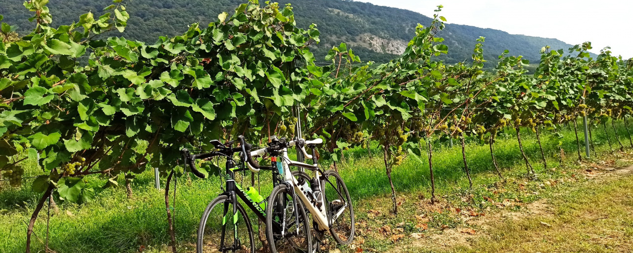 Tour de Bakony - vezetett országúti kerékpártúra - 90K