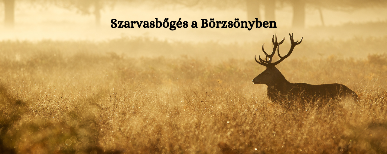 Szarvasbőgés a Börzsönyben