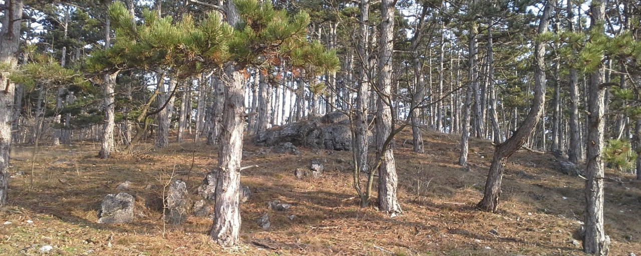 TÜNDÉR HEGYI TEREPFUTÓ VERSENY