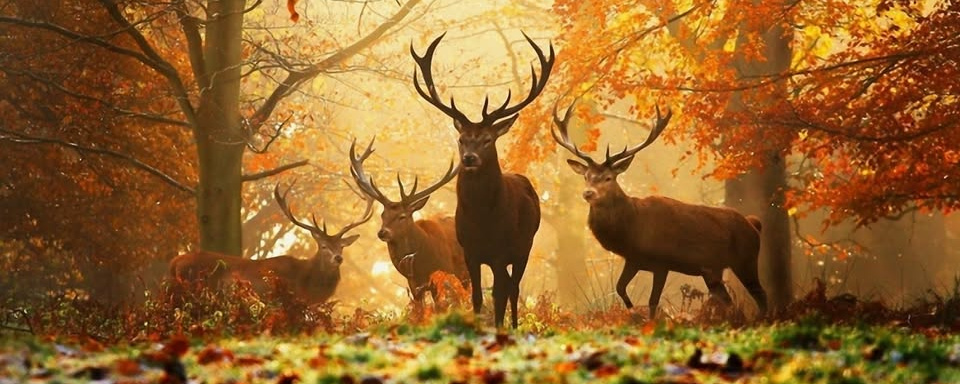 X. Vallum 3D Örömíjász verseny