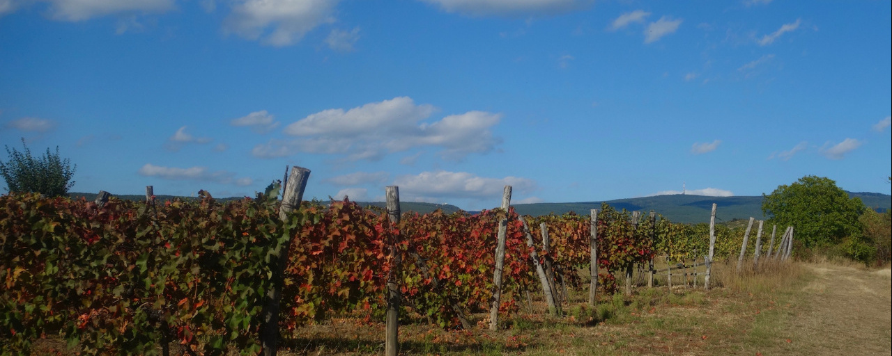 Farkasmályi Dűlő és Pince futás