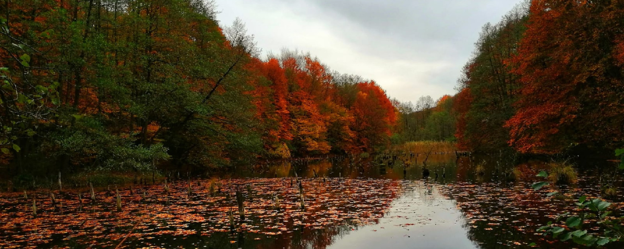Bakony-erdő  - 10 / 15 / 25 / 40