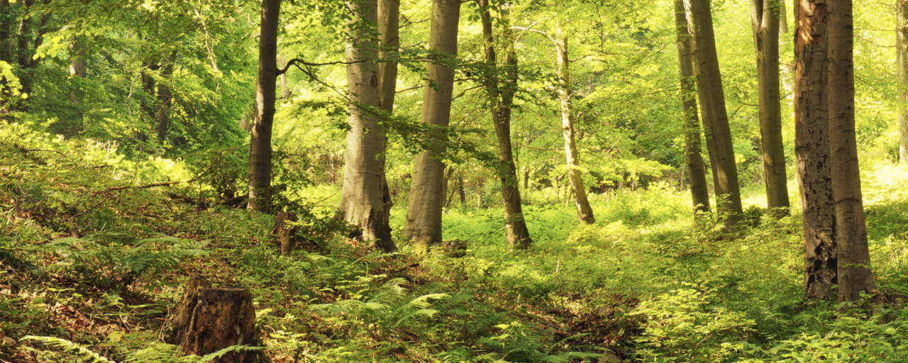 Medvehagymás mecseki túra a vízesések birodalmában 12