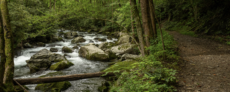 Tavaszi Ébredés  - 25/A / 25/B / 50