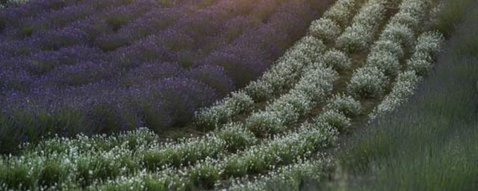 4. Levendulás Teljesítménytúra Tápiószecsőn  - 6,5 / 16 / 28,5 / 3,5