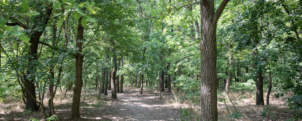 36. BorsodChem Bódva-völgyi Maraton