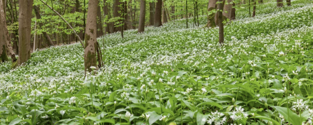 Medvehagyma Túra  - 20 / 15 / 10 / 5
