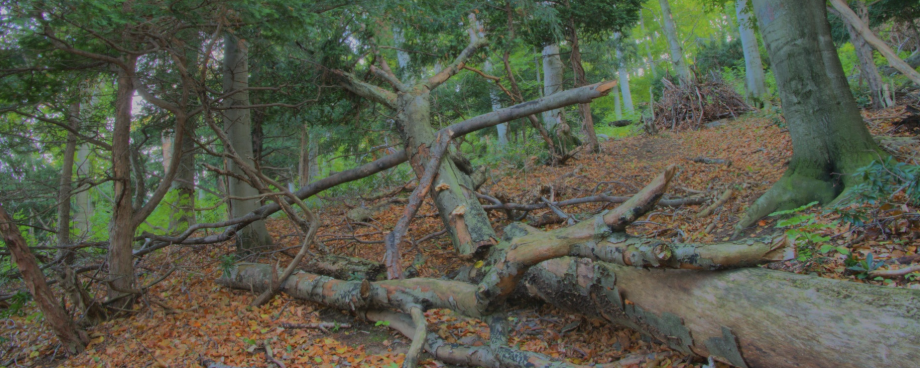 Szentgáli Tiszafás TT - 15 km