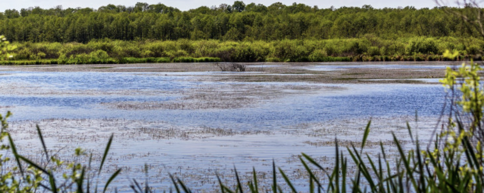 Kaszó  - 30 / 20 / 10