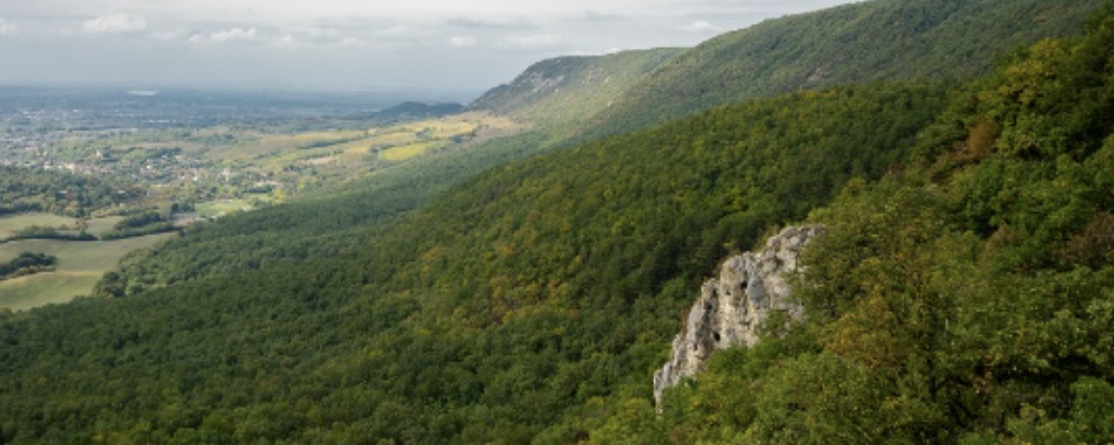 Pilisi Nyárváró - Maraton / Félmaraton / Maratonka