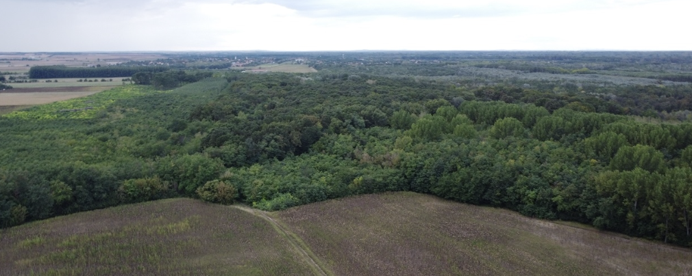 Aranyszarvas / Kincsem - Aranyszarvas 50 / Kincsem 40 / Kincsem 25 / Kincsem 17