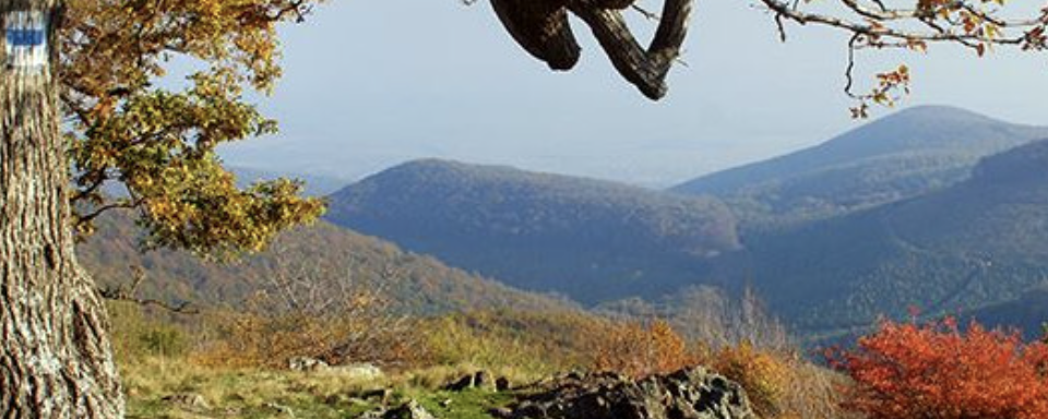 ZERGE (volt Budai) - 50 / 30 / Családi 8 / 15