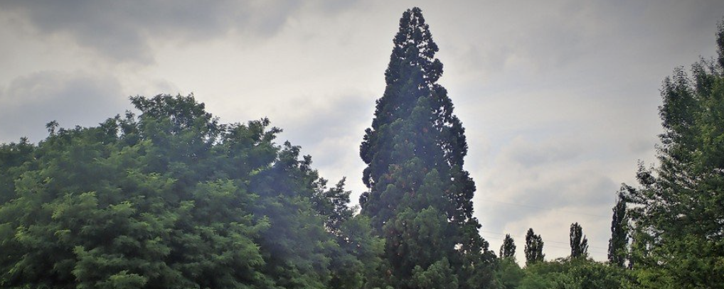 P.Z.S.  - 29 / 12 / 7