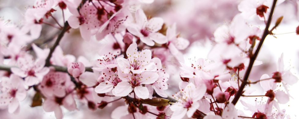 Mandulavirág  - 20 km / Családi 14 km