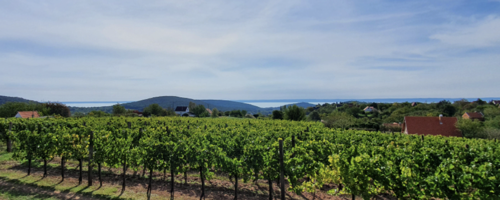 II. Felsőörsi Borkaland túra