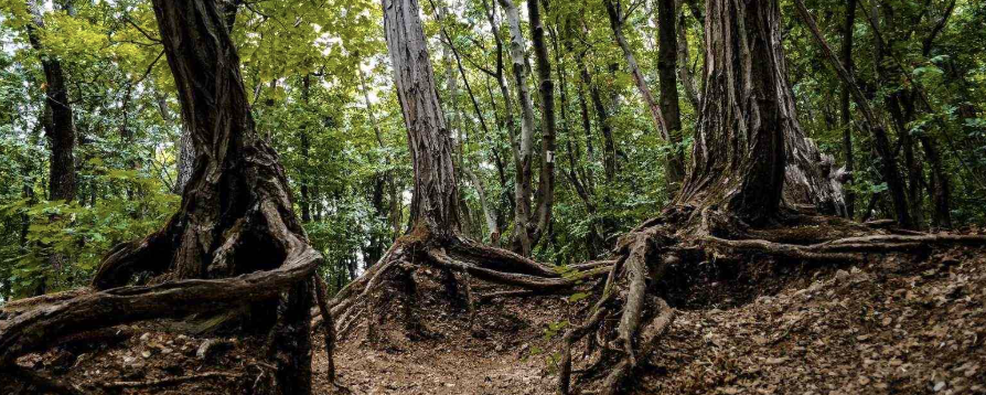 Kőérberki séta - 10