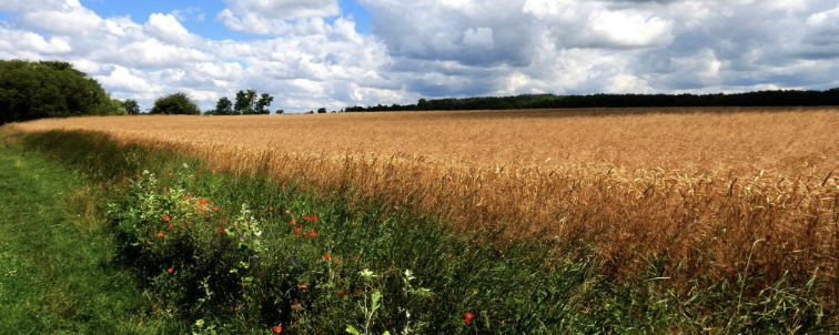 Éjszakai Mackó túra  - 16 / 11