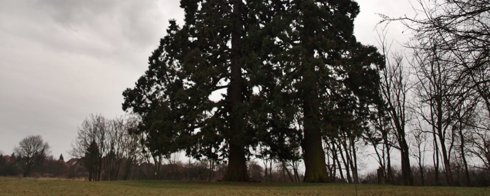 KTT (Szépjuhászné Hétvége)  - 31 / 21 / 6,5