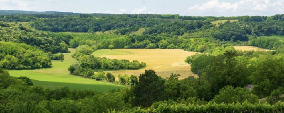 Túrák Ságváron  - Megalöszölő / Löszölő / Tökölő