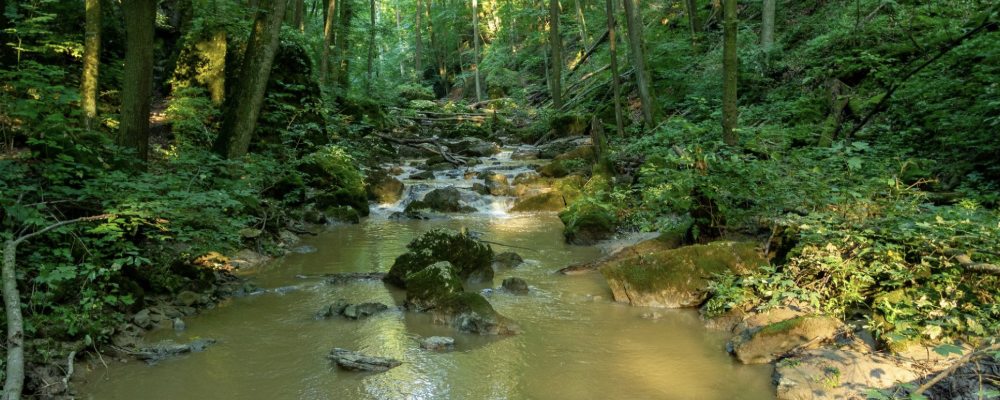 Magas-Bakony  - 50 / 30 / 20 / 10