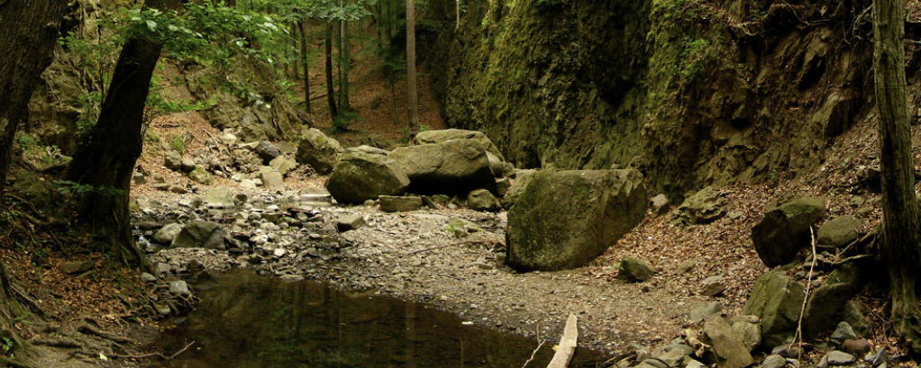 Vadrózsa (csak előnevezéssel) - 160 / 50 / 30 / 20 / 10