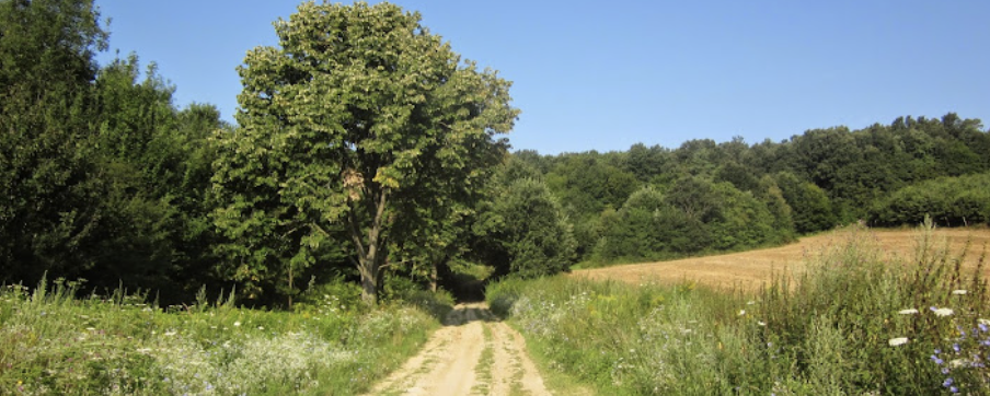 Zselici 4 fa - 30 km / 20 km / 10 km