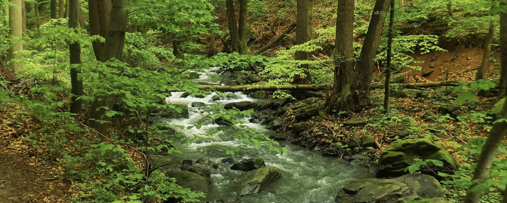 Mátra Vándor - Rügyfakasztó  - 15 / 15 - Futó / 25 / 25 - Futó