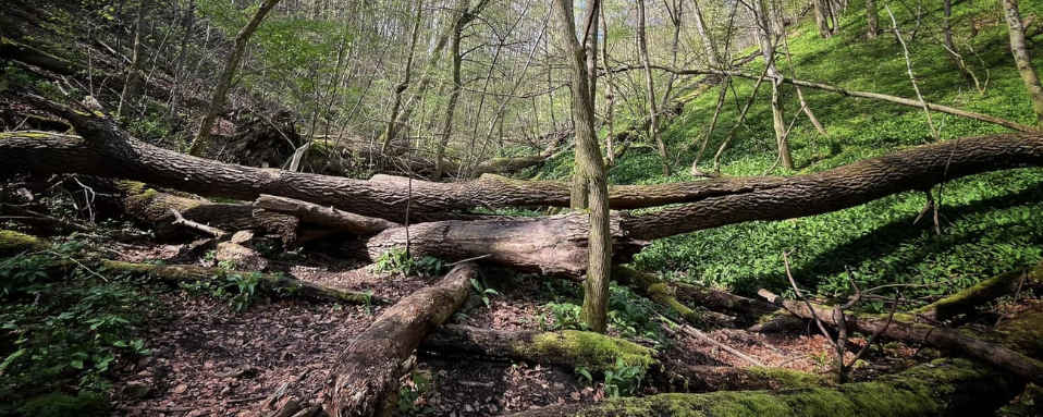 I. Bakonyi Áttörés Teljesítménytúra  - 64 km / 32 km