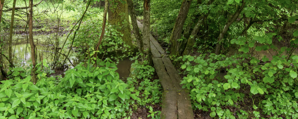 Őrség  - 50 / 30 / 20 / 10 - Szerről-szerre Szalafőn