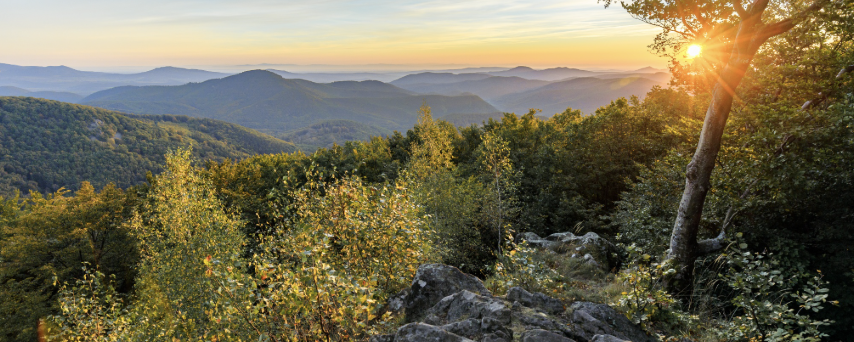 Palipista  - 100 / 60 Regéc / 20 Hotyka