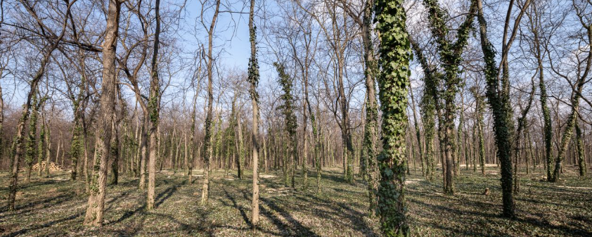 Poirot nyomában  - 8